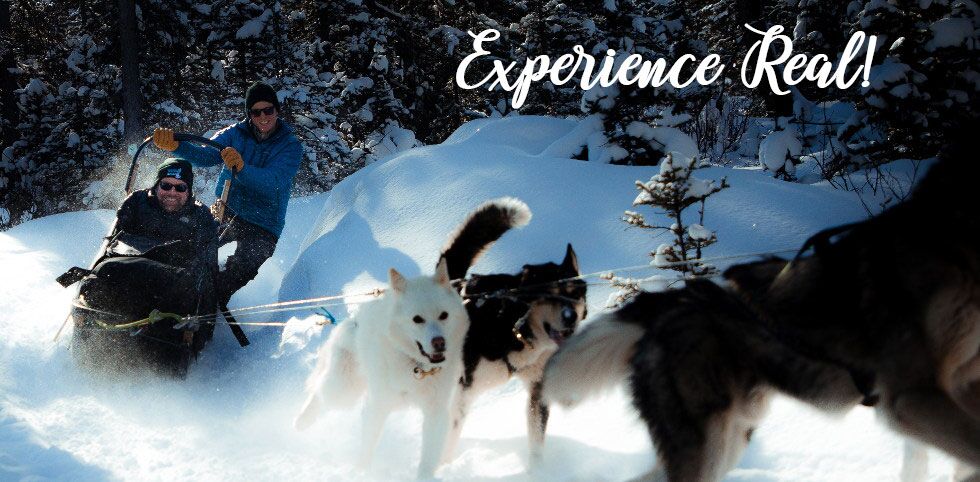 snowy owl sled dog tours inc